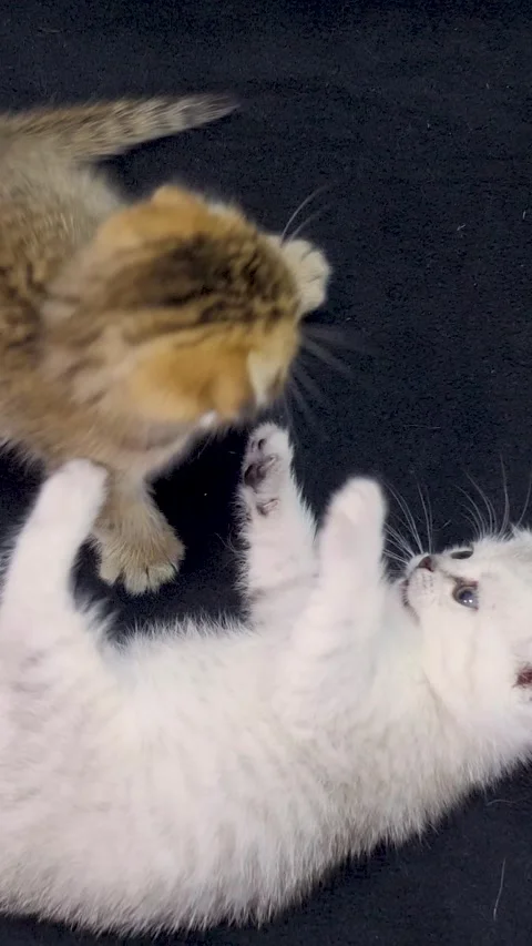 Two Scottish Fold Kittens Playing Together Video stock 333778849