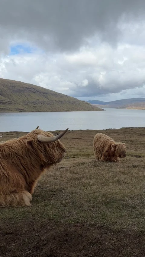 Two Scottish Highland cows grazing on green grass with the largest lake i Stock Footage 335264818
