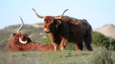Two Scottish highland cows resting on a grass, Netherlands Stock Footage 50098459