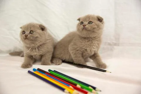 Two Scottish kittens are playing with pencils on a white background. Stock Photos