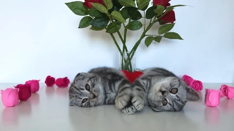 Two scottish kittens lie among the roses and lick their legs Stock Footage 93716708