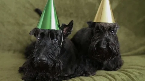 Two Scottish Terrier on couch Video stock 82416019