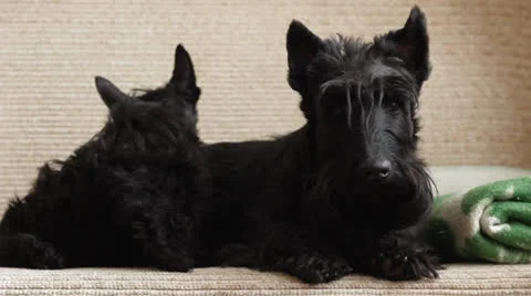 Two Scottish Terrier Video stock 23722011