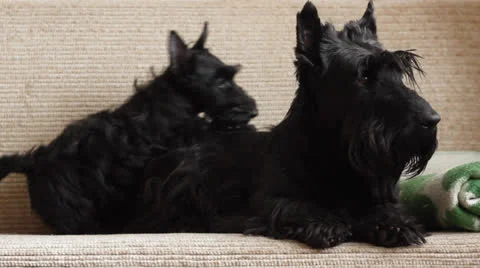 Two Scottish Terrier Stock Footage 23745354