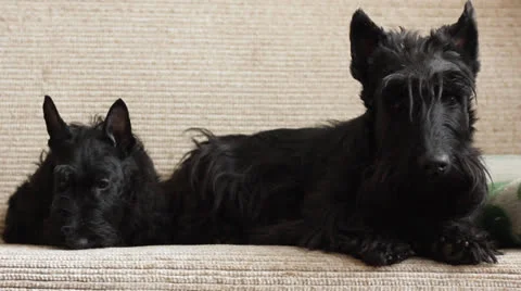 Two Scottish Terrier Stock Footage 23746888