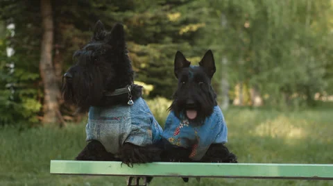 Two Scottish Terrier Stock Footage 24652711
