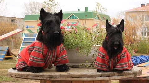 Two Scottish Terrier in overalls Stock Footage 31187411