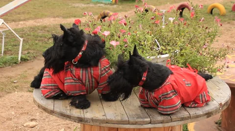 Two Scottish Terrier in overalls Stock Footage 31191455