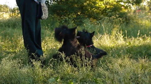 Two Scottish Terrier in the Park Stock Footage 25192052