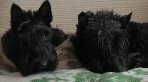 Two Scottish Terriers Video stock 12462775