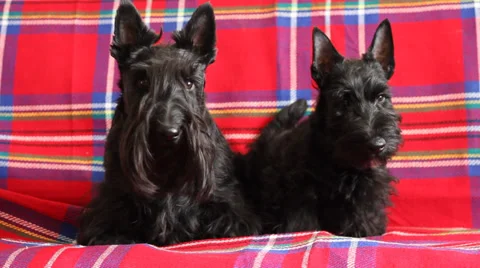 Two scottish terriers Stock Footage 36855369
