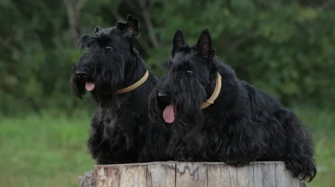 Two Scottish Terriers Stock Footage 66002060