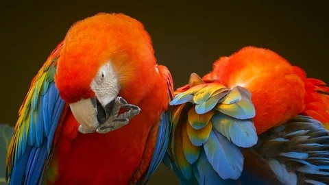 Two Scralet Macaws Preening in Cuenca, Ecuador Vidéo 96179501