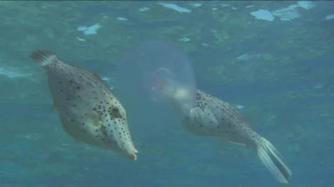 Two Scrawled Filefish Eating A Moon Jellyfish Stock Footage 716324