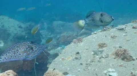 Two scribbled filefish swimming Video stock 58308202