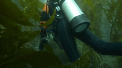 Two scuba diver diving undersea amidst corals Stock-Footage 99076714
