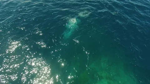 Two scuba divers dive into the ocean Stock Footage 80240751