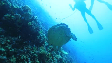 Two scuba divers looking at the sea turtle close to coral reef Video stock 56739980