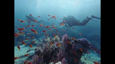 Two scuba divers swimming with a school of orange fish over a beautiful Stock-Footage 335814903