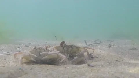 Two sea crabs dig out of the sand Stock Footage 147150128