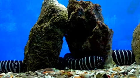 Two sea eels at the bottom of the aquarium Stock Footage 229961329