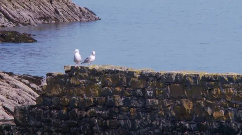Two sea gull prening on old stone pear Stock-Footage 57273427