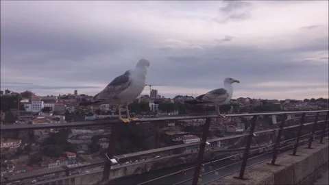 Two sea gulls perched on a railing Stock Footage 253105906