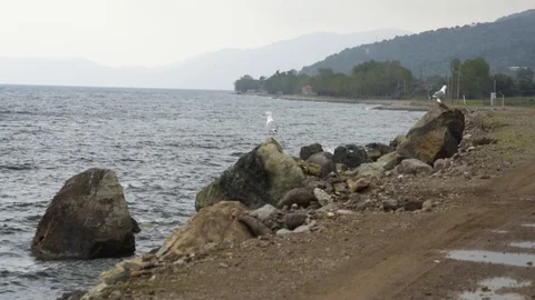 Two sea-gulls sitting on rocks while another one flies in Stock Footage 116312868