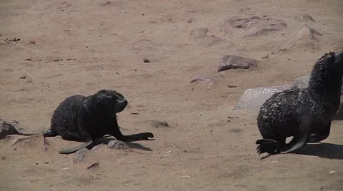 Two sea lion cubs running in beach Stock Footage 59189128