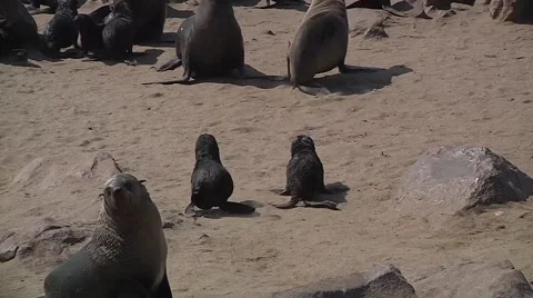 Two sea lions babies running to somewhere Stock Footage 59189359