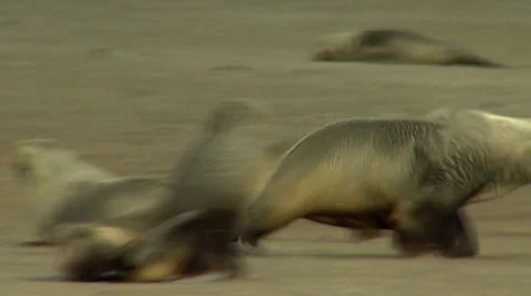 Two Sea lions fighting Stock Footage 36449131