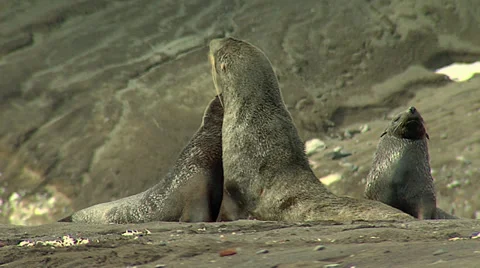 Two Sea lions fighting Stock Footage 36464318