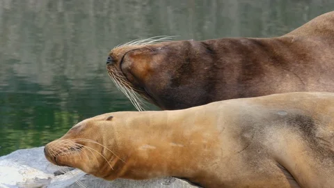 Two sea lions laying down Video stock 116606136