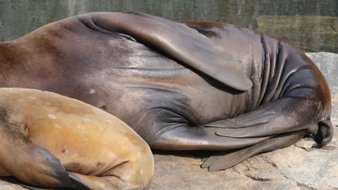 Two sea lions laying down Video stock 116606259