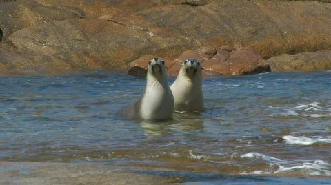Two Sea Lions in the Ocean Stock Footage