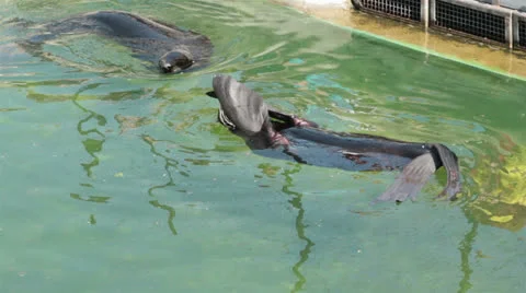 Two sea lions playing Stock Footage 26175443