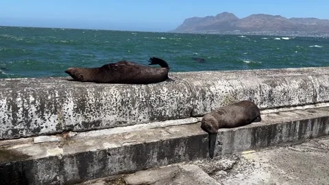Two sea lions resting peacefully together on a harbor wall with sea in the .. Stock Footage 322110059