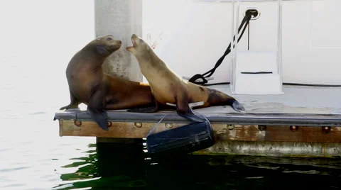 Two sea lions sitting on dock in marina, fighting Stock Footage 48752627