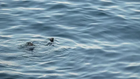 Two Sea Otters Vídeos de archivo 277969676