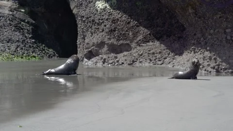 Two Sea Seals Resting on a Sandy Beach Surrounded by Various Rocks Stock Footage 303479906