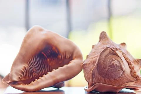 Two Sea Shell Stock Photos