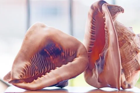 Two Sea Shell Stock Photos