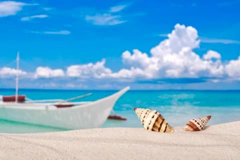 Two sea shells on the beach Stock Photos