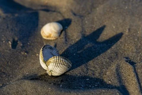 Two sea shells on the beach, sunset Stock Photos