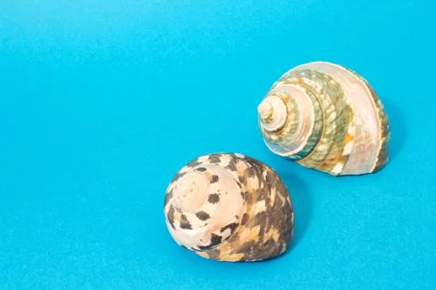 Two sea shells. Stock Photos