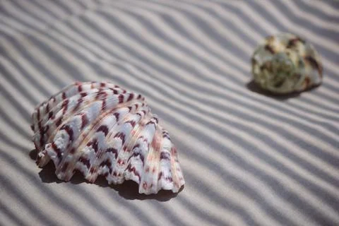 Two sea shells resting on patterned sand in direct sunlight 스톡 사진