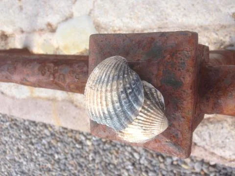 Two Sea Shells Resting On A Rusty Railing, Sidmouth Beach Stock Photos