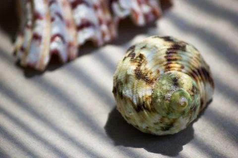 Two sea shells on sand under palm tree shadow near water 스톡 사진