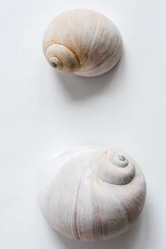 Two sea shells on white background with copy space Stock Photos