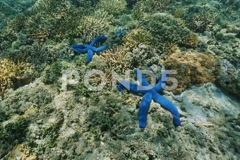 Two sea stars Linckia laevigata on the ocean floor Stock Photos
